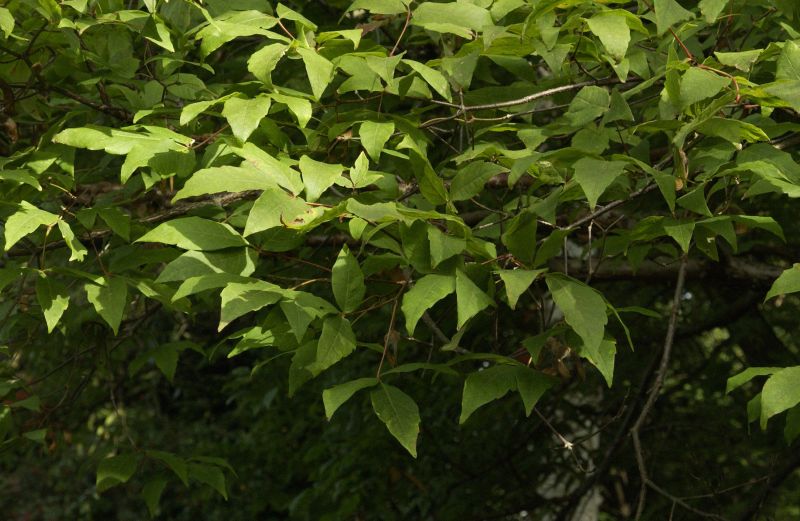 Dreiblütiger Ahorn - Acer triflorum