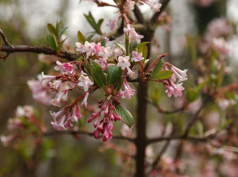 Duftschneeball - Viburnum farreri