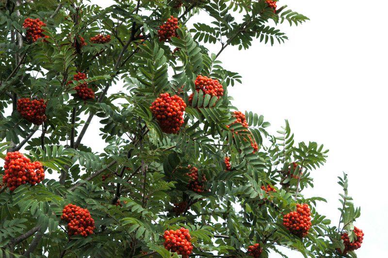 Eberesche 'Sheerwater Seedling' - Sorbus aucuparia 'Sheerwater Seedling'