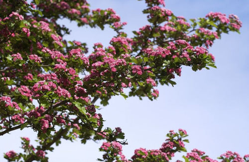 Echter Rotdorn - Crataegus laevigata 'Paul's Scarlet'