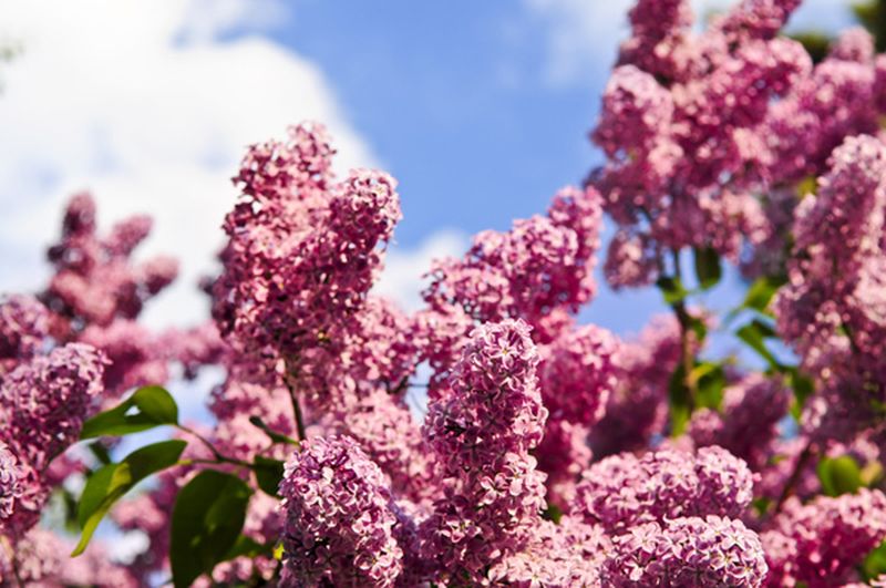 Edelflieder 'Mme Antoine Buchner' - Syringa vulgaris 'Mme Antoine Buchner'