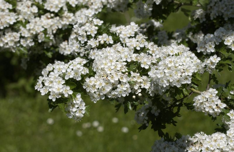 Eingriffeliger Weißdorn - Crataegus monogyna