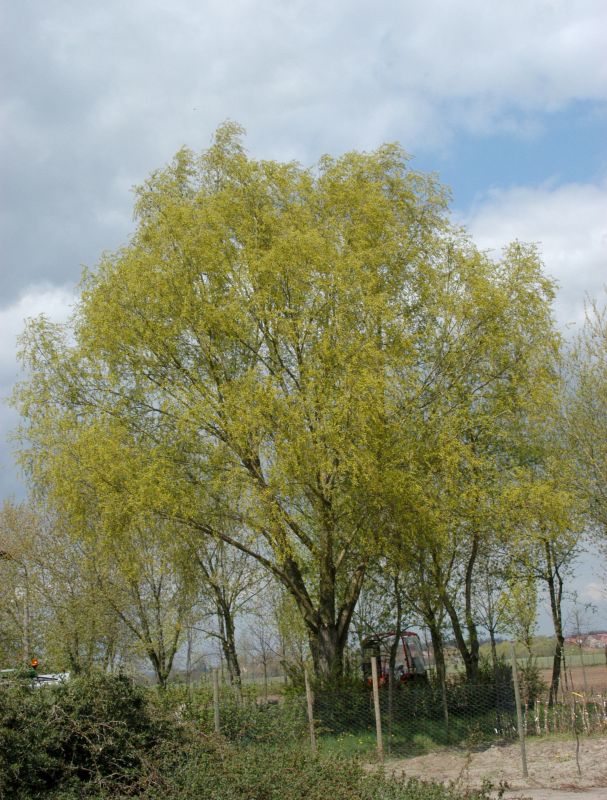 Eschenahorn - Acer negundo