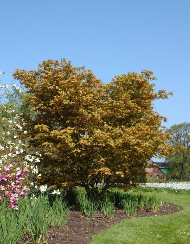 Fächerahorn 'Osakazuki' - Acer palmatum 'Osakazuki'