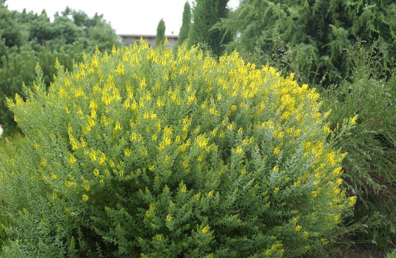 Färberginster - Genista tinctoria