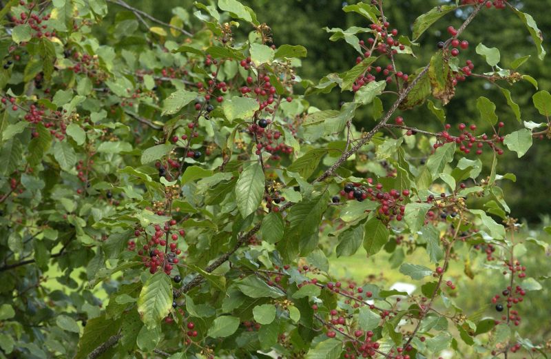 Faulbaum - Rhamnus frangula