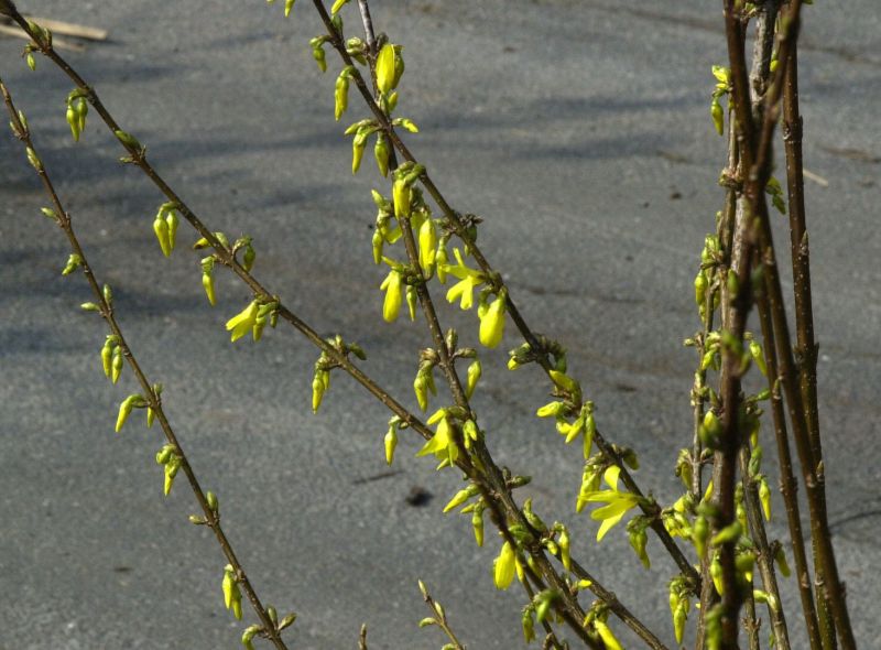 Forsythie 'Golden Times' - Forsythia 'Golden Times'