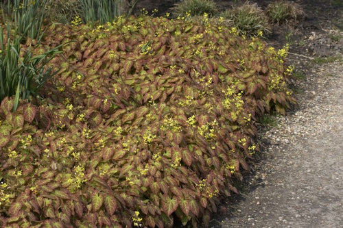 Frohnleiten-Garten-Elfenblume - Epimedium x perralchicum 'Frohnleiten'