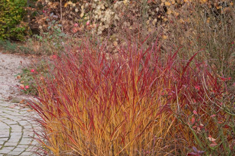 Garten-Ruten-Hirse Rehbraun - Panicum virgatum 'Rehbraun'