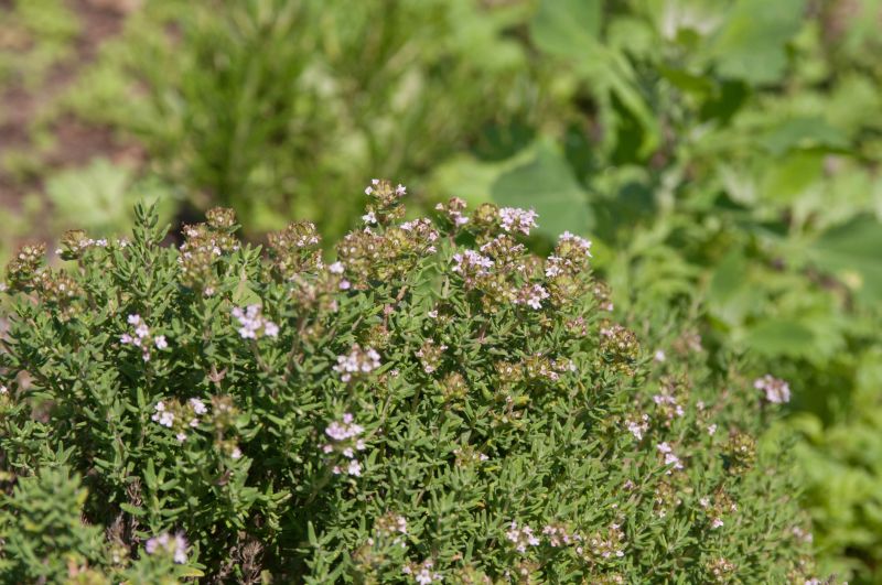 Gedrungener Garten-Thymian - Thymus vulgaris 'Compactus'