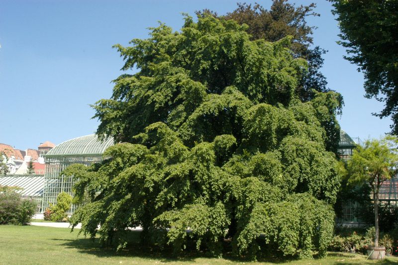 Gewöhnliche Hainbuche VgU - Carpinus betulus VgU