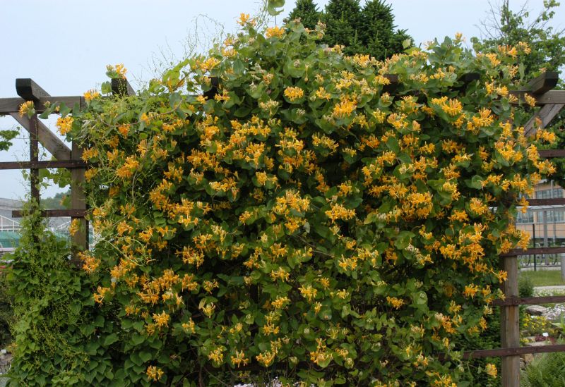 Gold-Geißschlinge - Lonicera tellmanniana