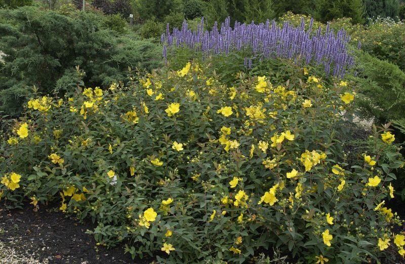 Gelbe Blütenpflanzen im Garten mit lila Salbei, terra-pflanzenhandel