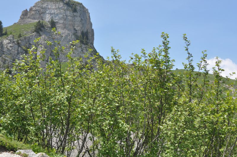 Grünerle, Alpenerle - Alnus viridis