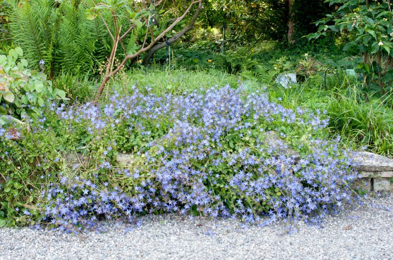 Hängepolster-Glockenblume Campanula poscharskyana online kaufen