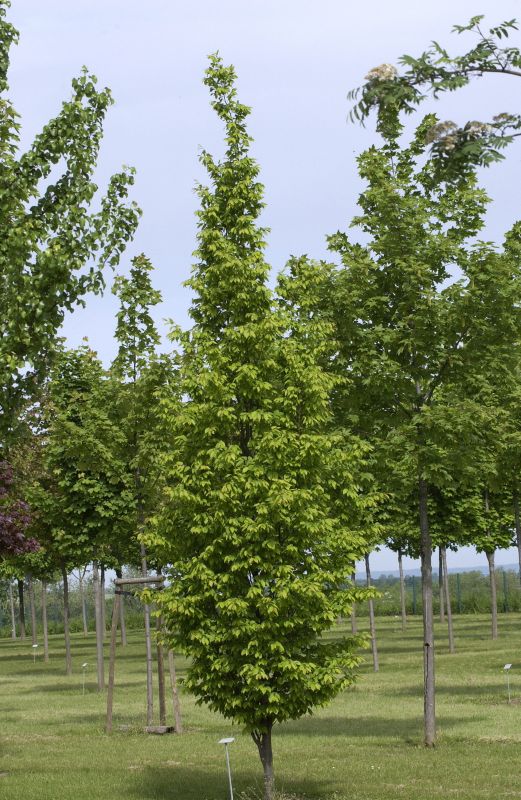 Hainbuche / Weißbuche 'Frans Fontaine' - Carpinus betulus 'Frans Fontaine'