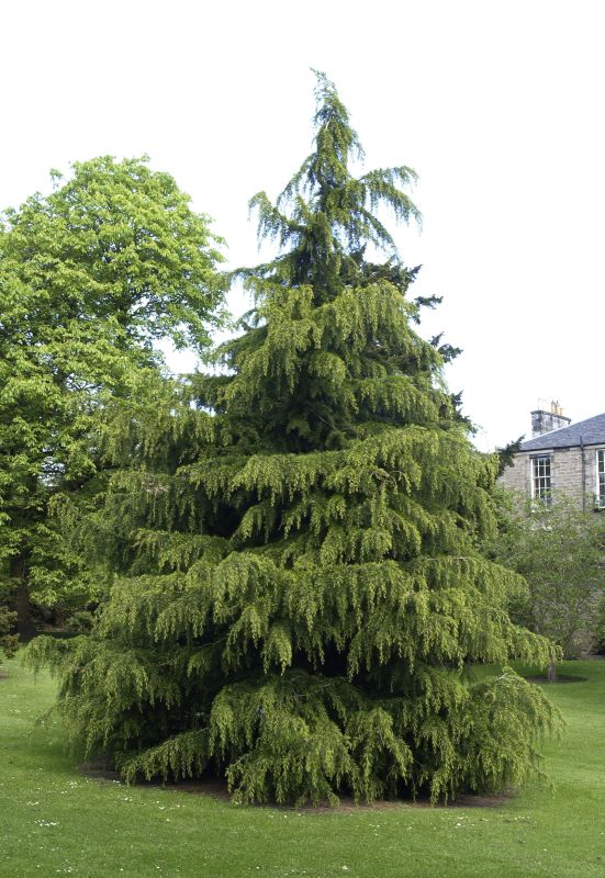 Himalaya-Zeder - Cedrus deodara