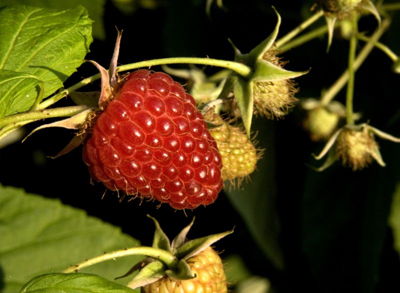 Himbeere 'Malling Promise' - Rubus idaeus 'Malling Promise' CAC