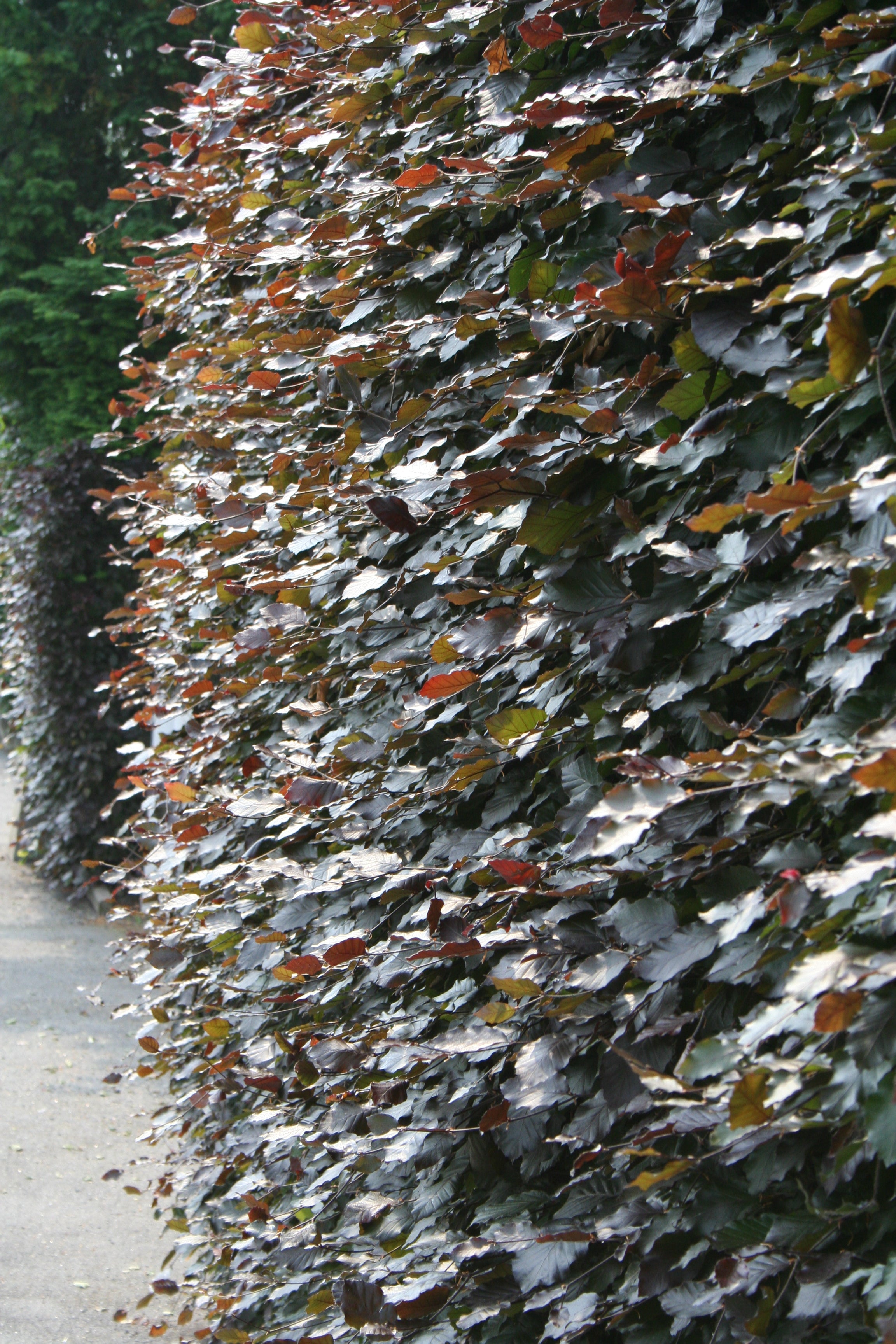 Blutbuche - Fagus sylvatica purpurea