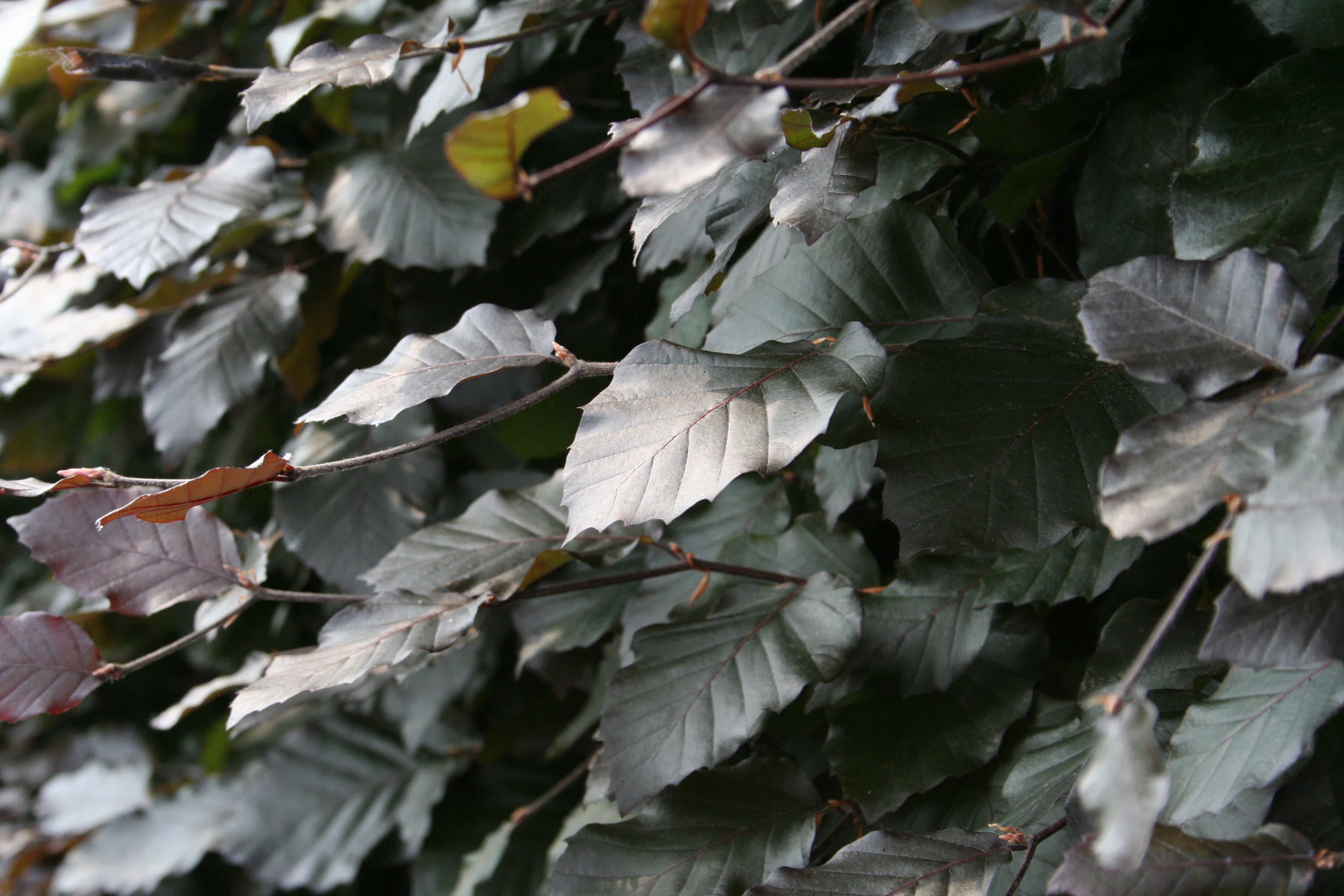 Blutbuche - Fagus sylvatica purpurea