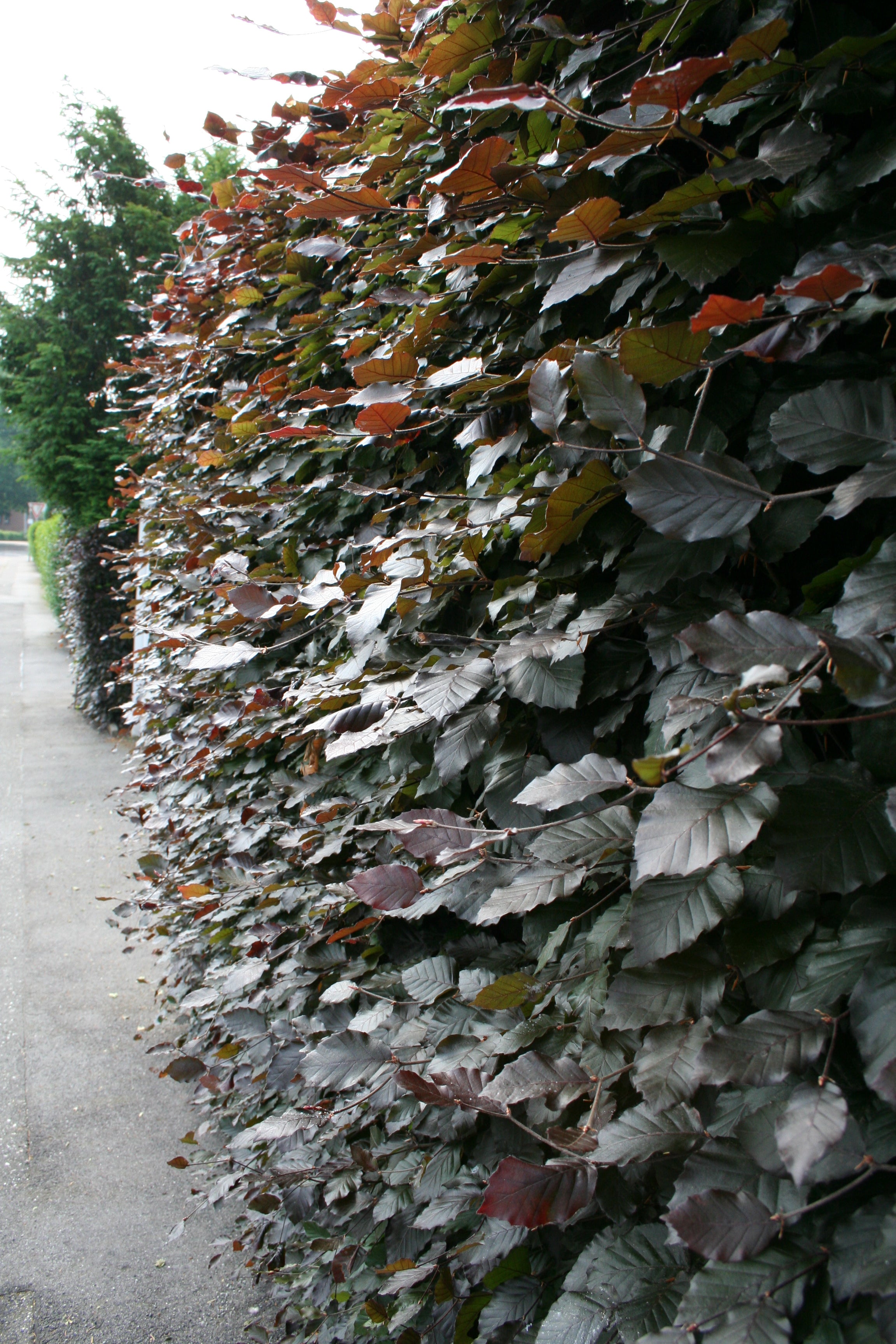 Blutbuche - Fagus sylvatica purpurea