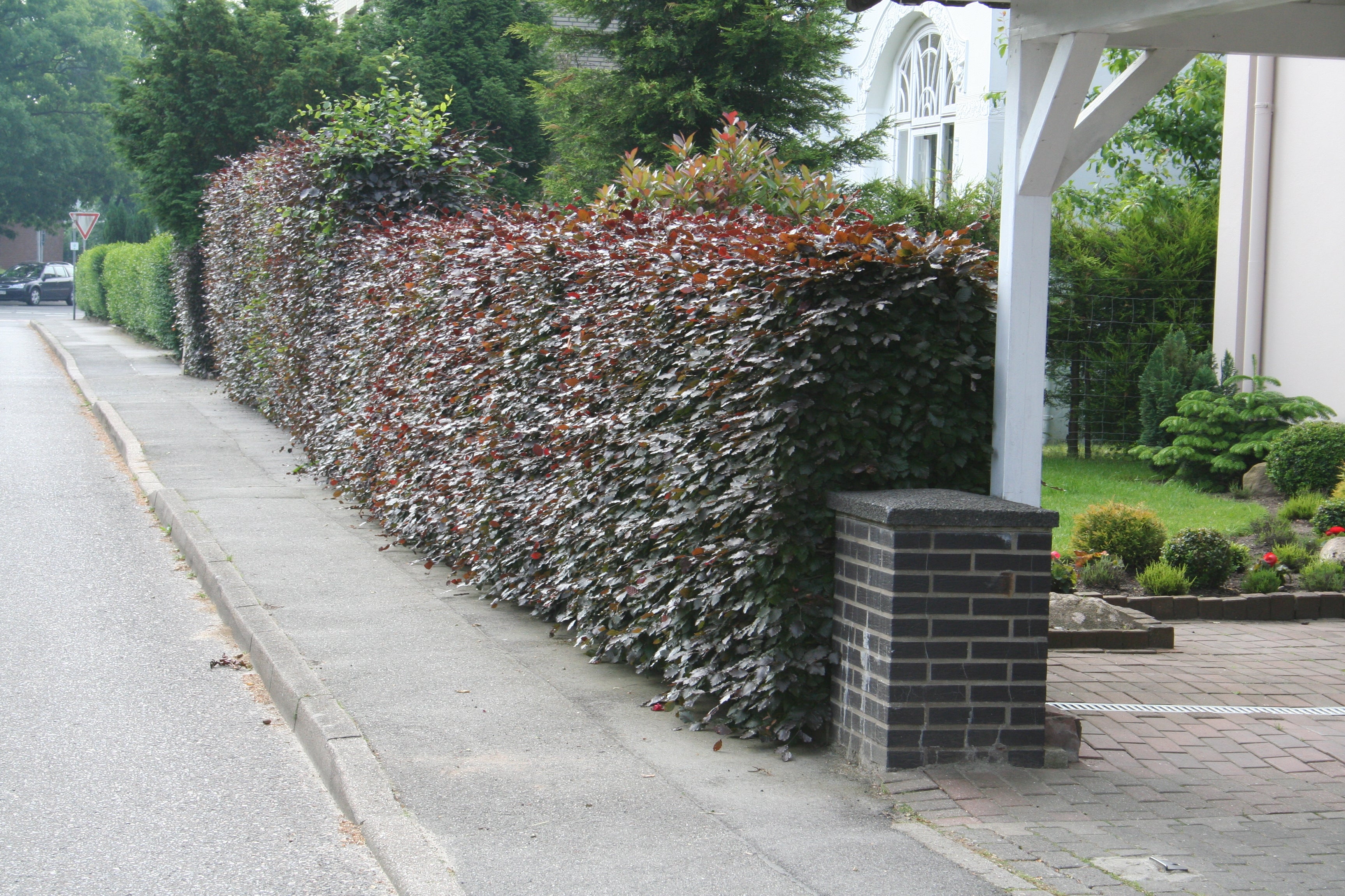 Blutbuche - Fagus sylvatica purpurea
