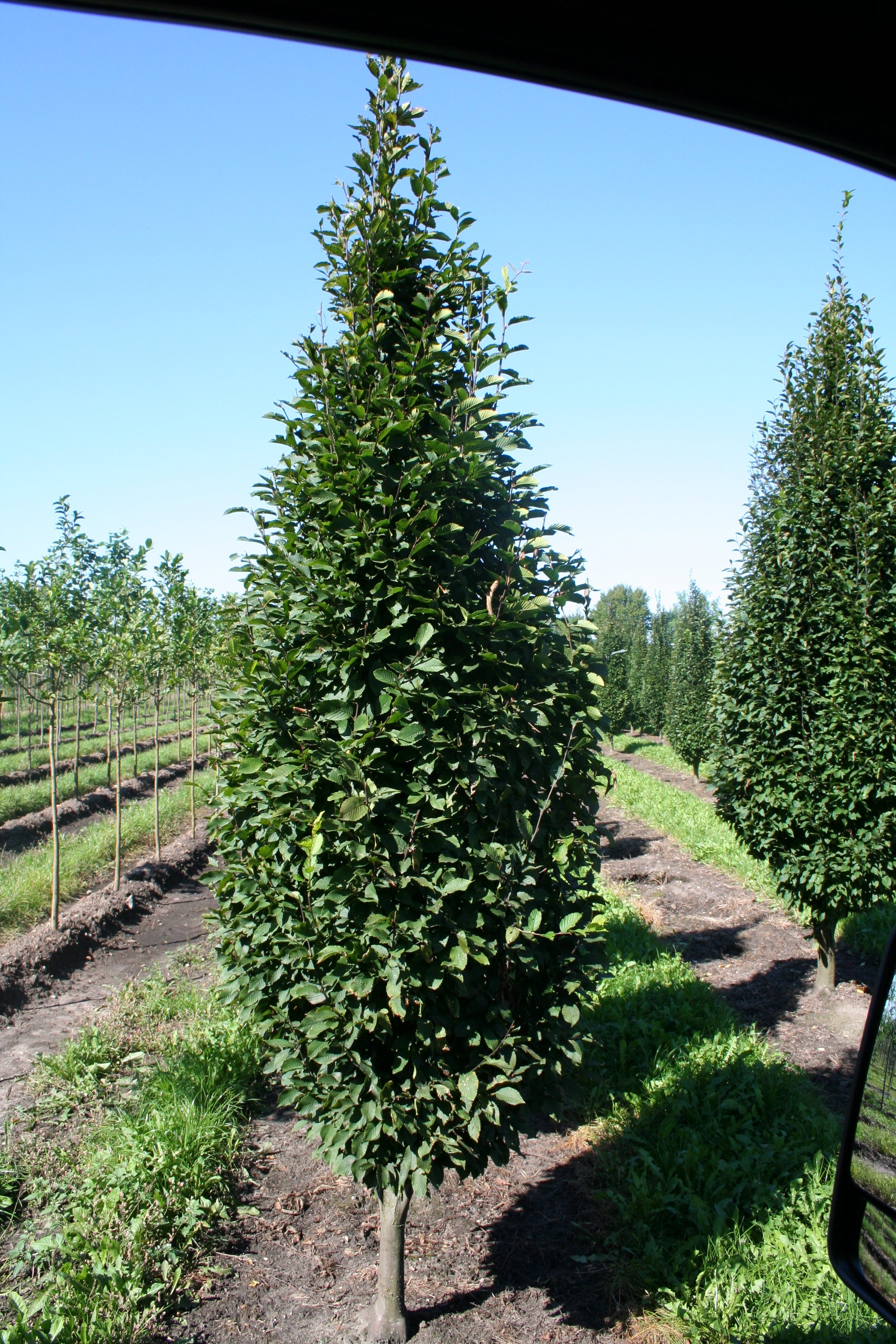 Hainbuche 'Fastigiata' / Pyramiden-Weißbuche - Carpinus betulus 'Fastigiata'