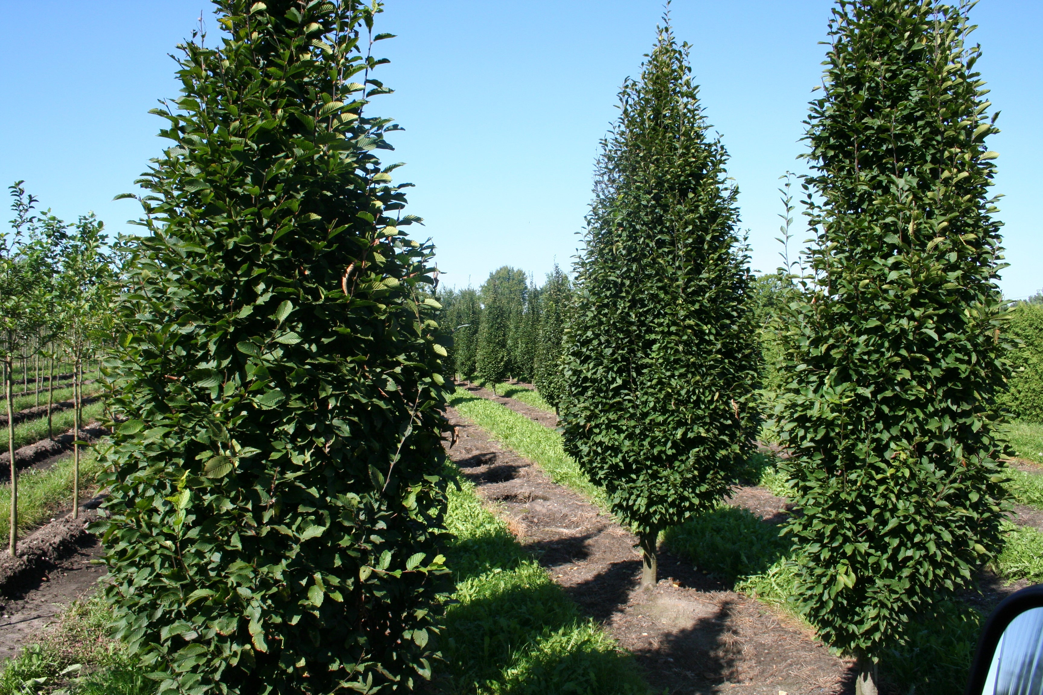 Hainbuche 'Fastigiata' / Pyramiden-Weißbuche - Carpinus betulus 'Fastigiata'