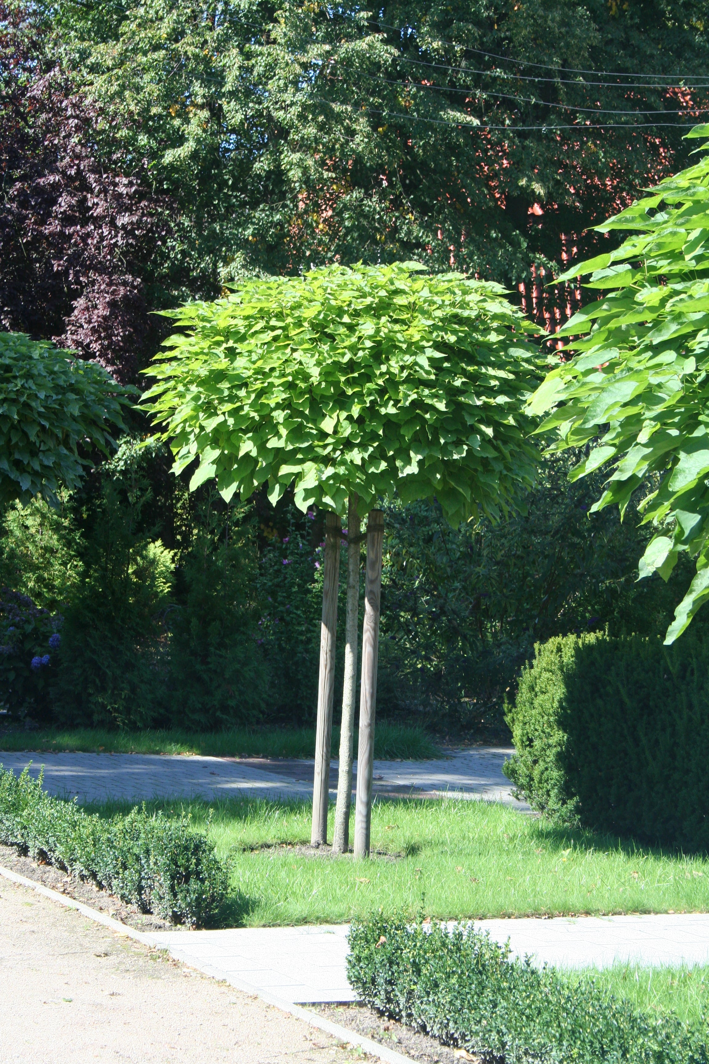 Kugel-Trompetenbaum 'Nana' - Catalpa bignonioides 'Nana'