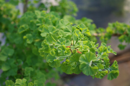 Fächerblattbaum 'Mariken' - Ginkgo biloba 'Mariken'