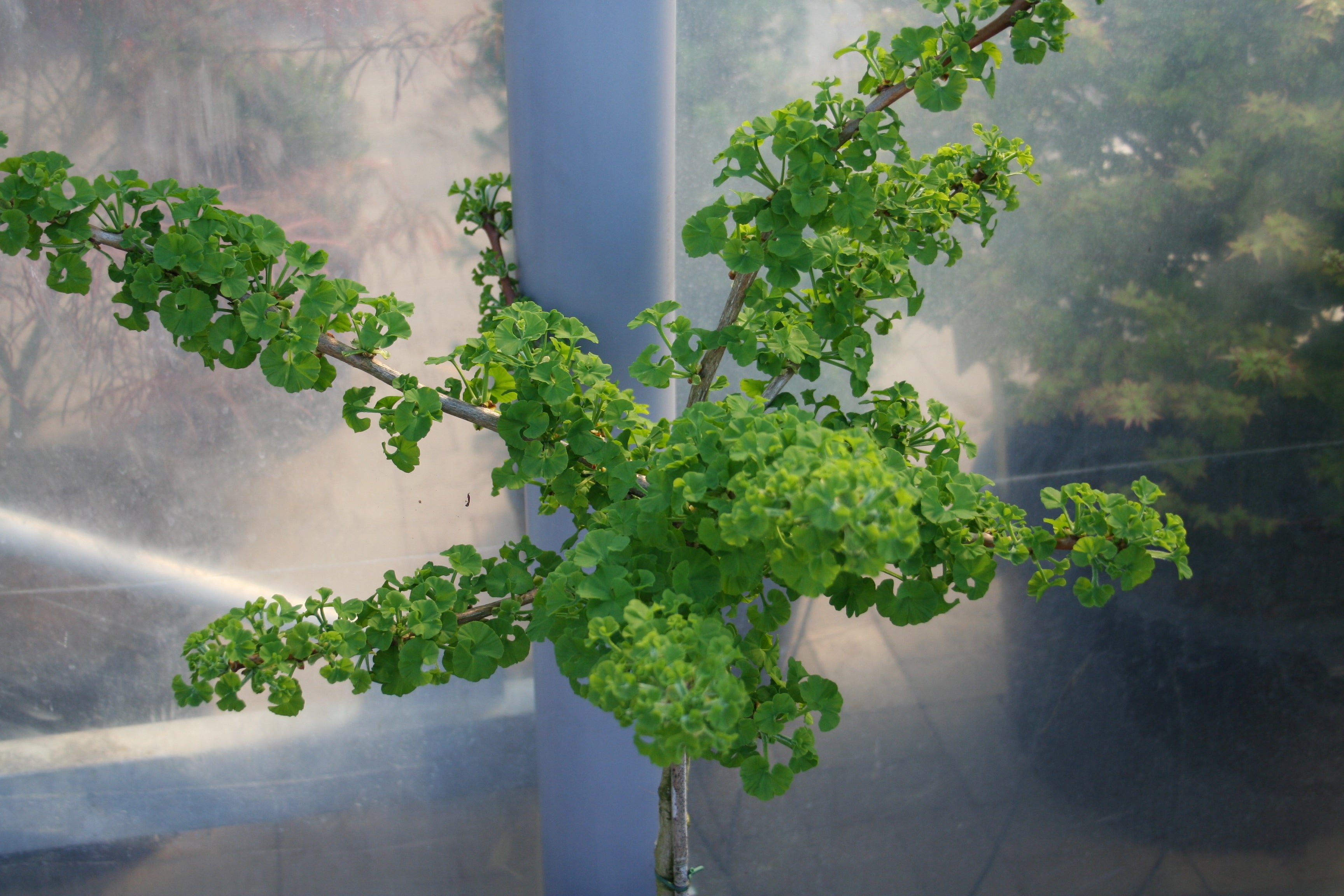 Fächerblattbaum 'Mariken' - Ginkgo biloba 'Mariken'