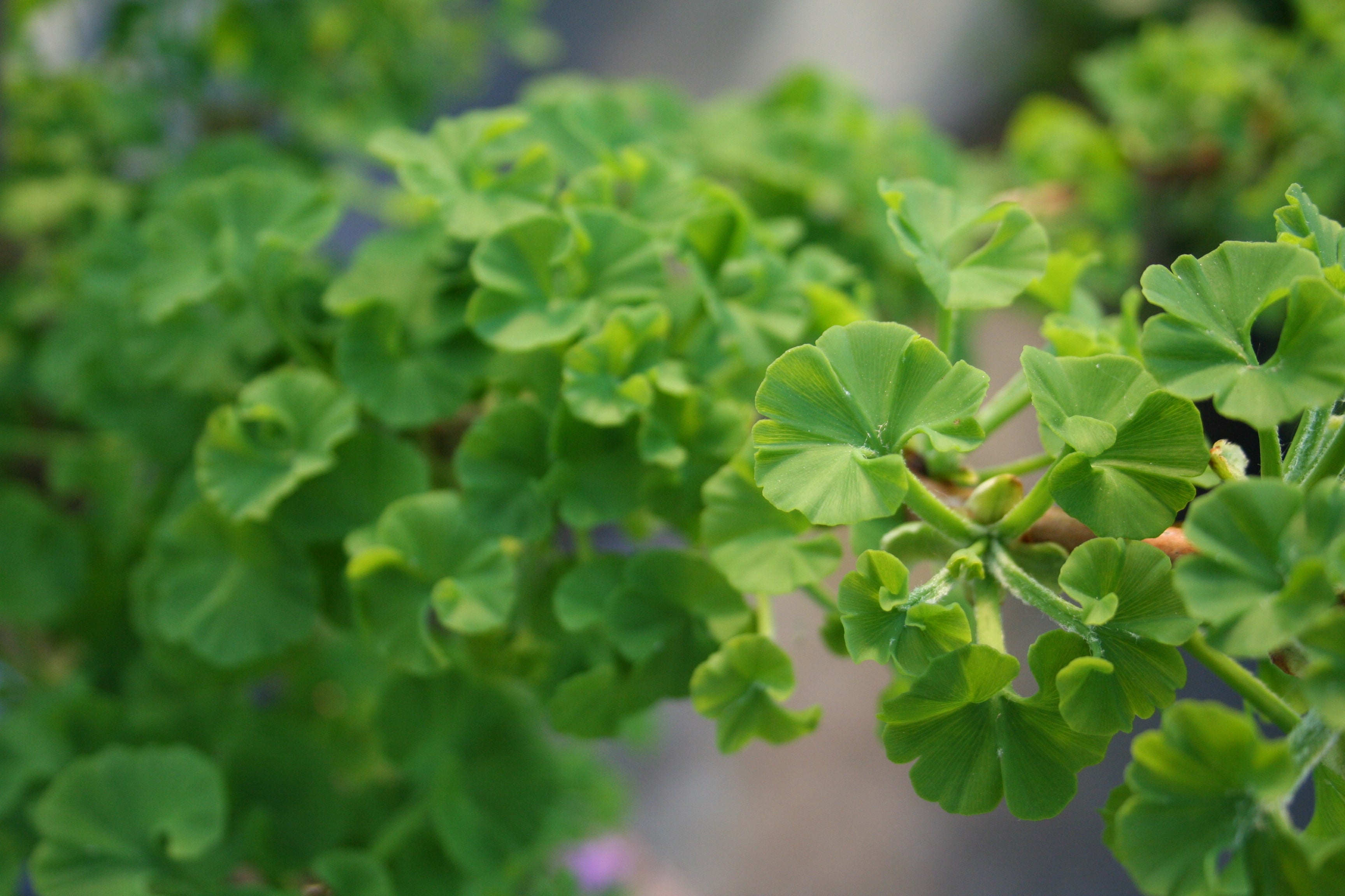 Fächerblattbaum 'Mariken' - Ginkgo biloba 'Mariken'