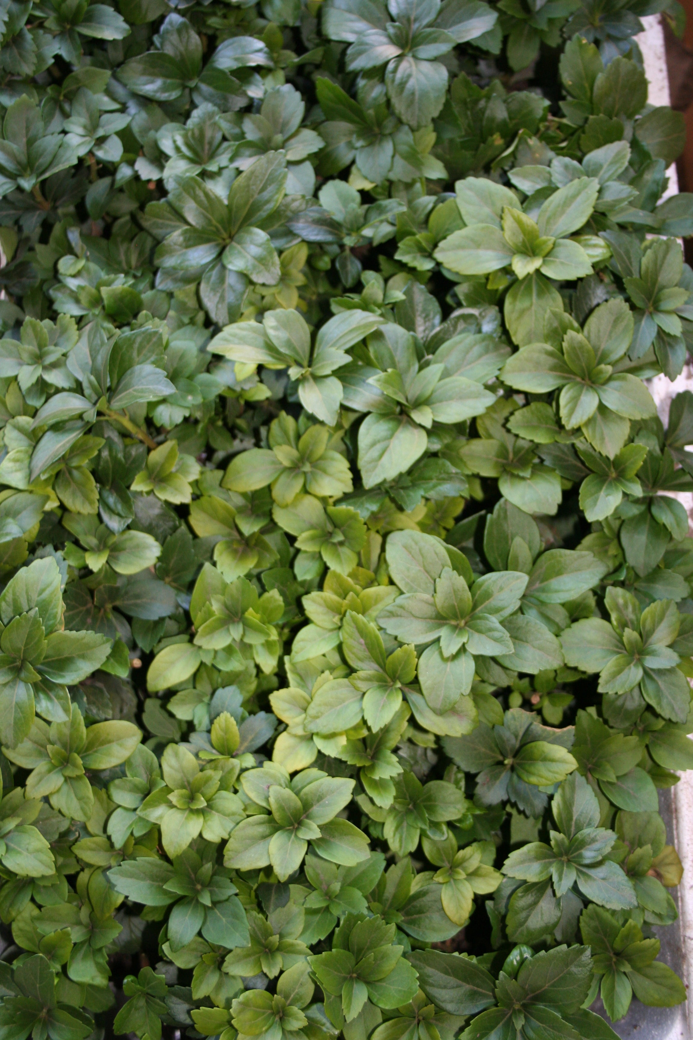 Schattengrün, Dickmännchen - Pachysandra terminalis