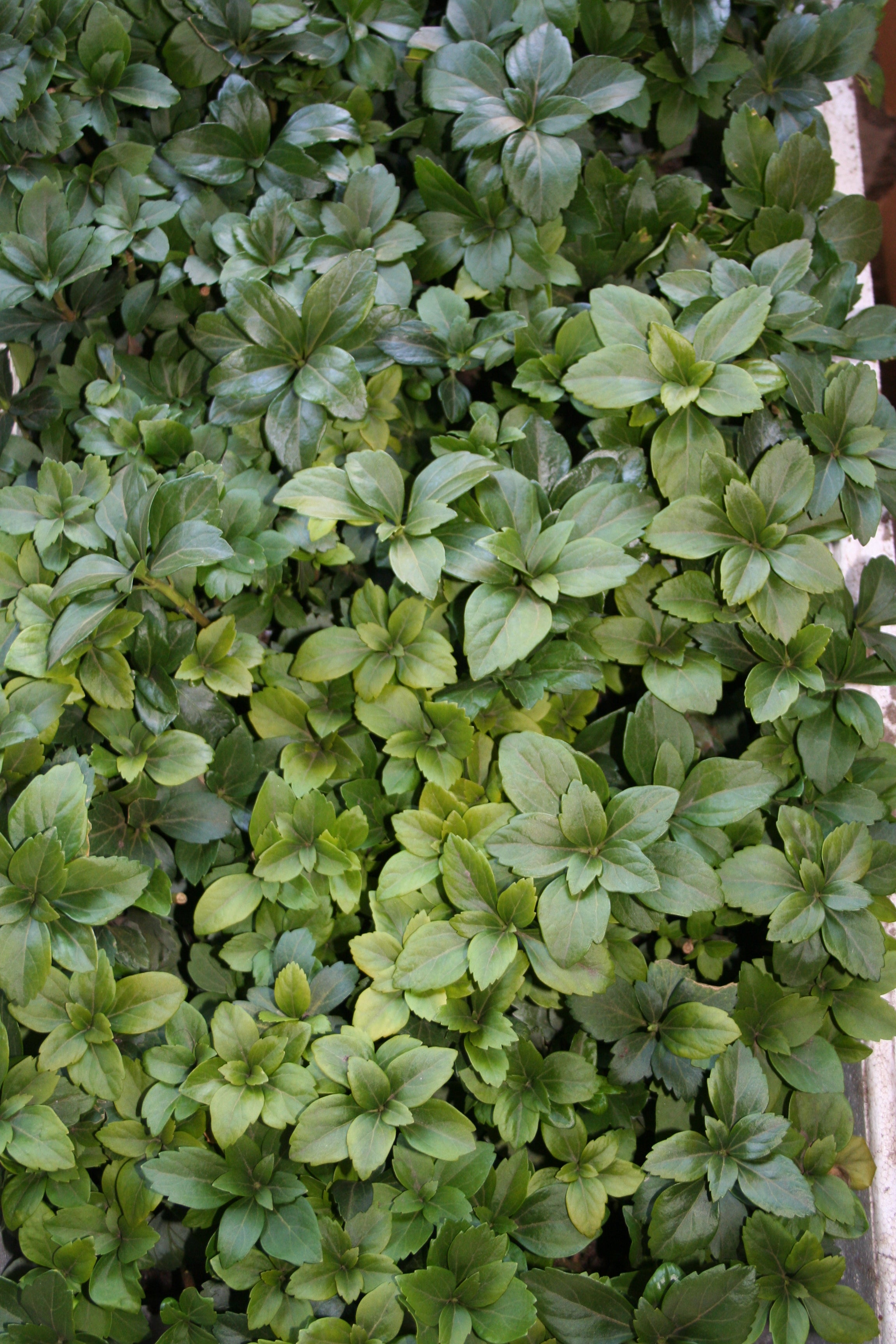 Schattengrün, Dickmännchen - Pachysandra terminalis