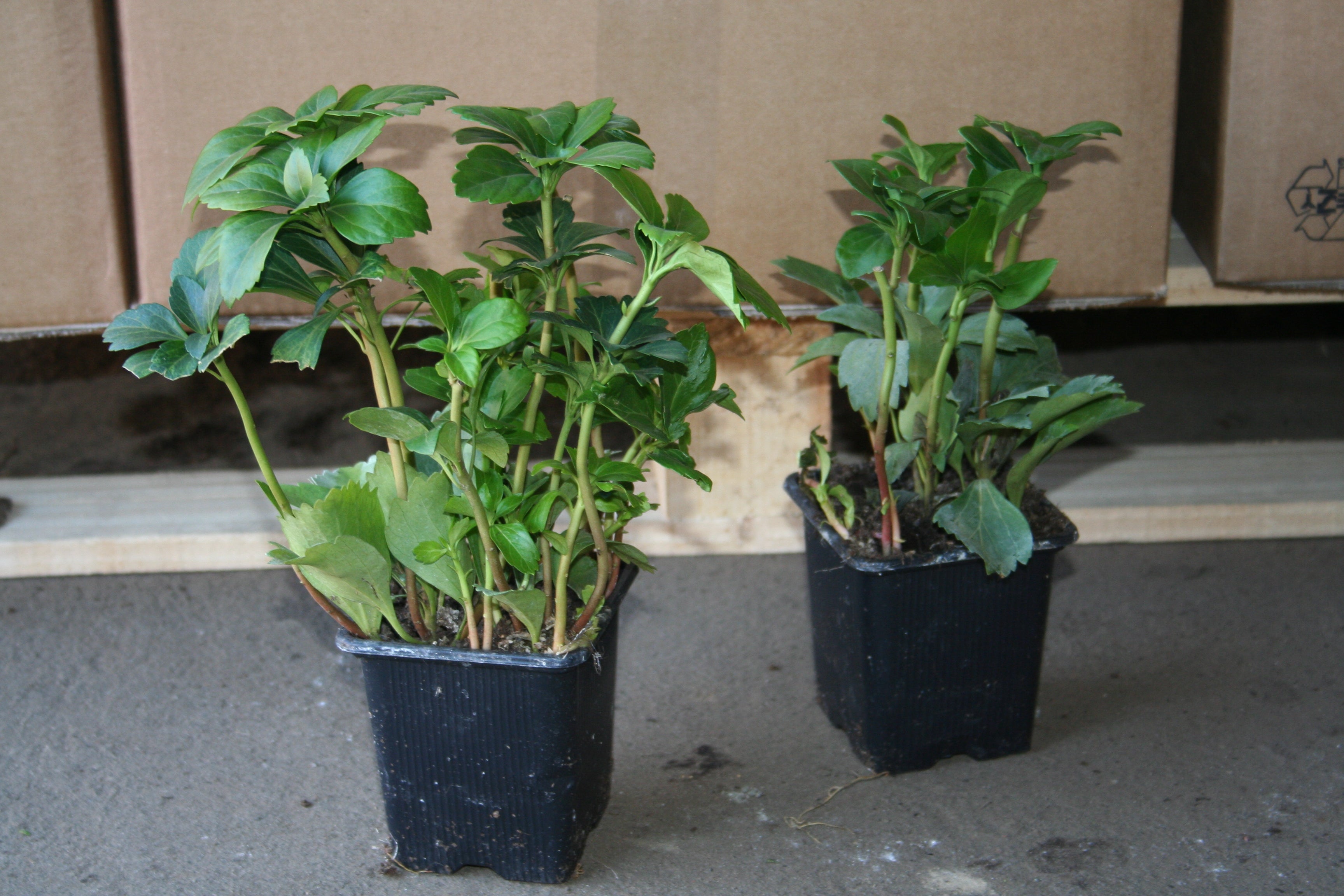 Schattengrün 'Green Carpet' ® - Pachysandra terminalis 'Green Carpet' ®