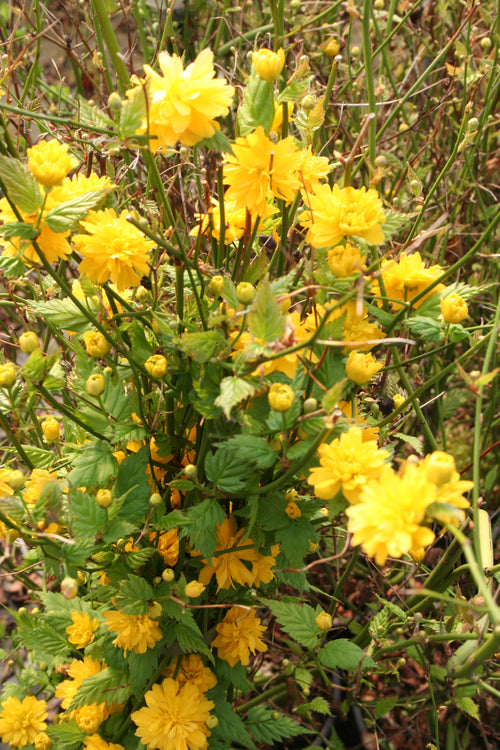 Ranunkelstrauch 'Pleniflora' - Kerria japonica 'Pleniflora'