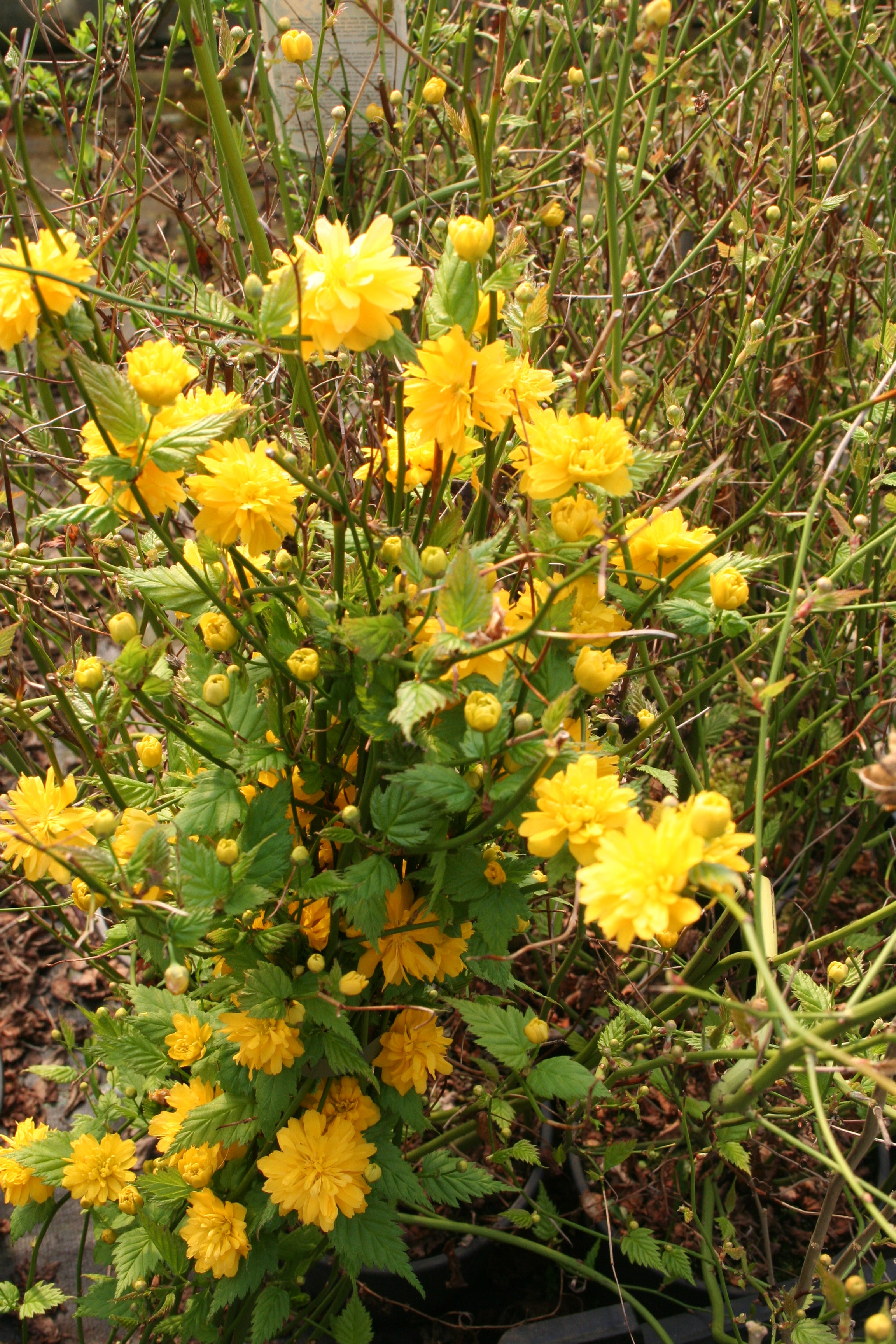 Ranunkelstrauch 'Pleniflora' - Kerria japonica 'Pleniflora'