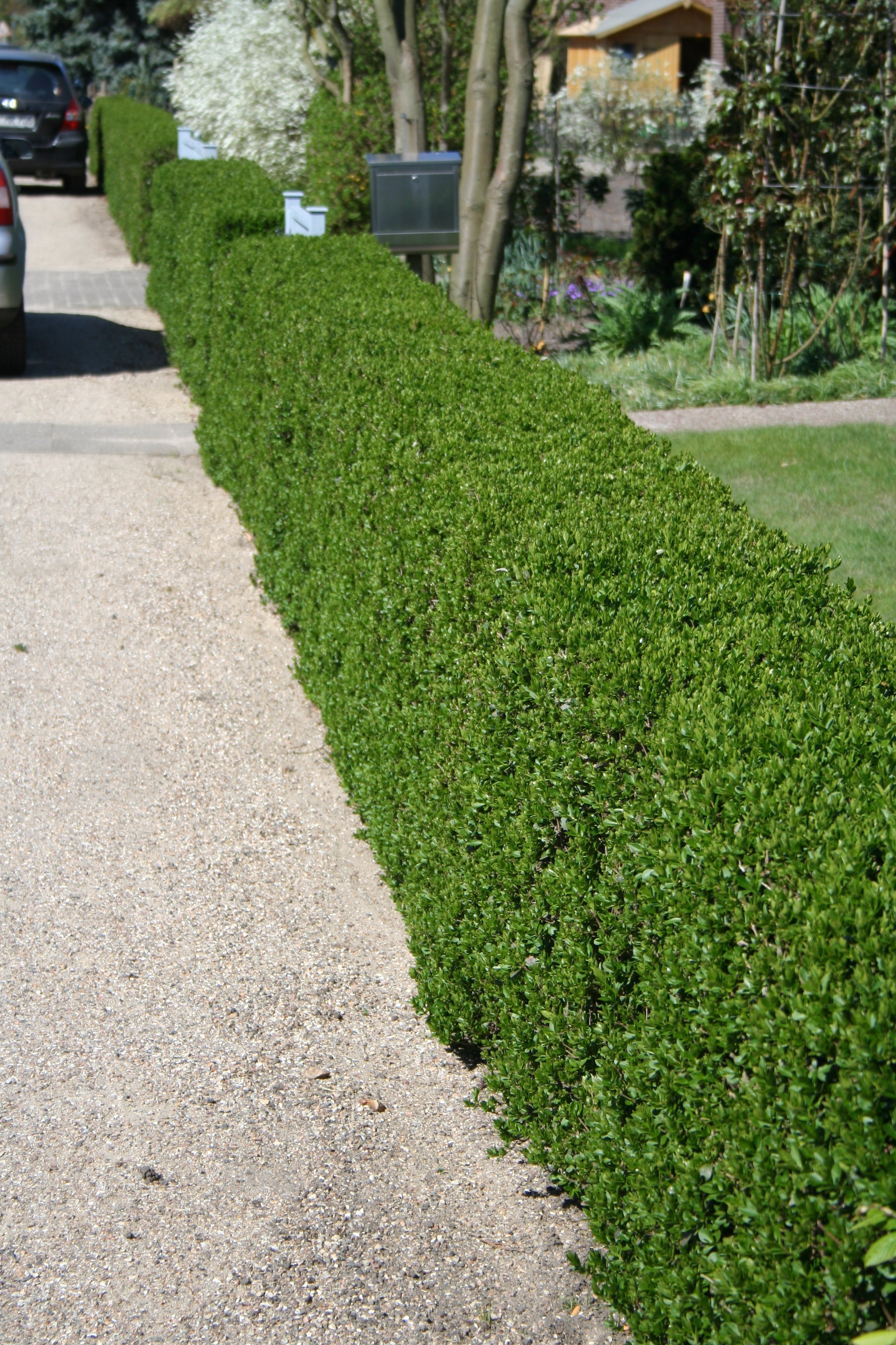 Buchsbaum / Heckenbuchs - Buxus sempervirens var.arborescens