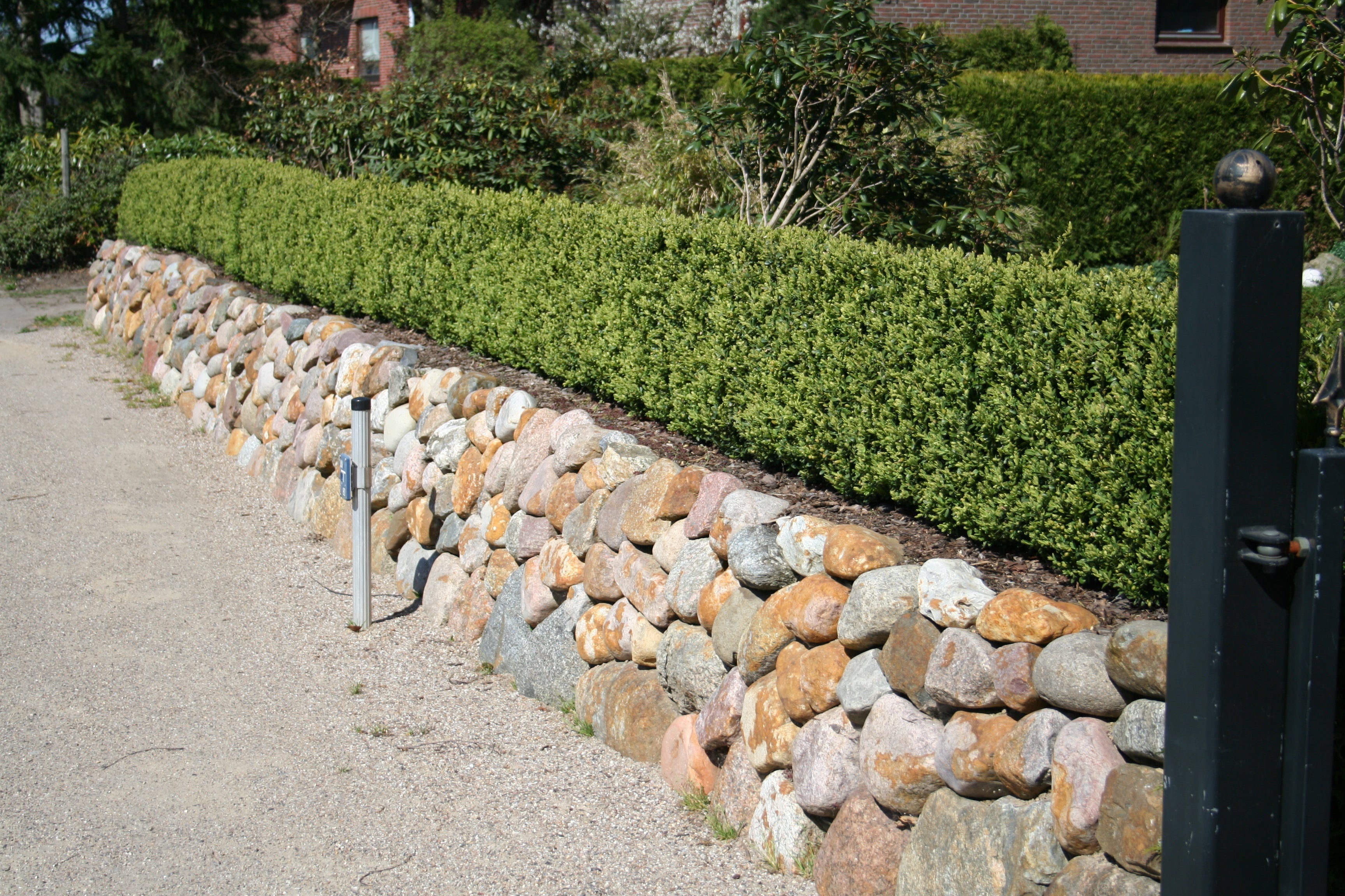 Buchsbaum 'Suffruticosa' - Buxus sempervirens 'Suffruticosa'