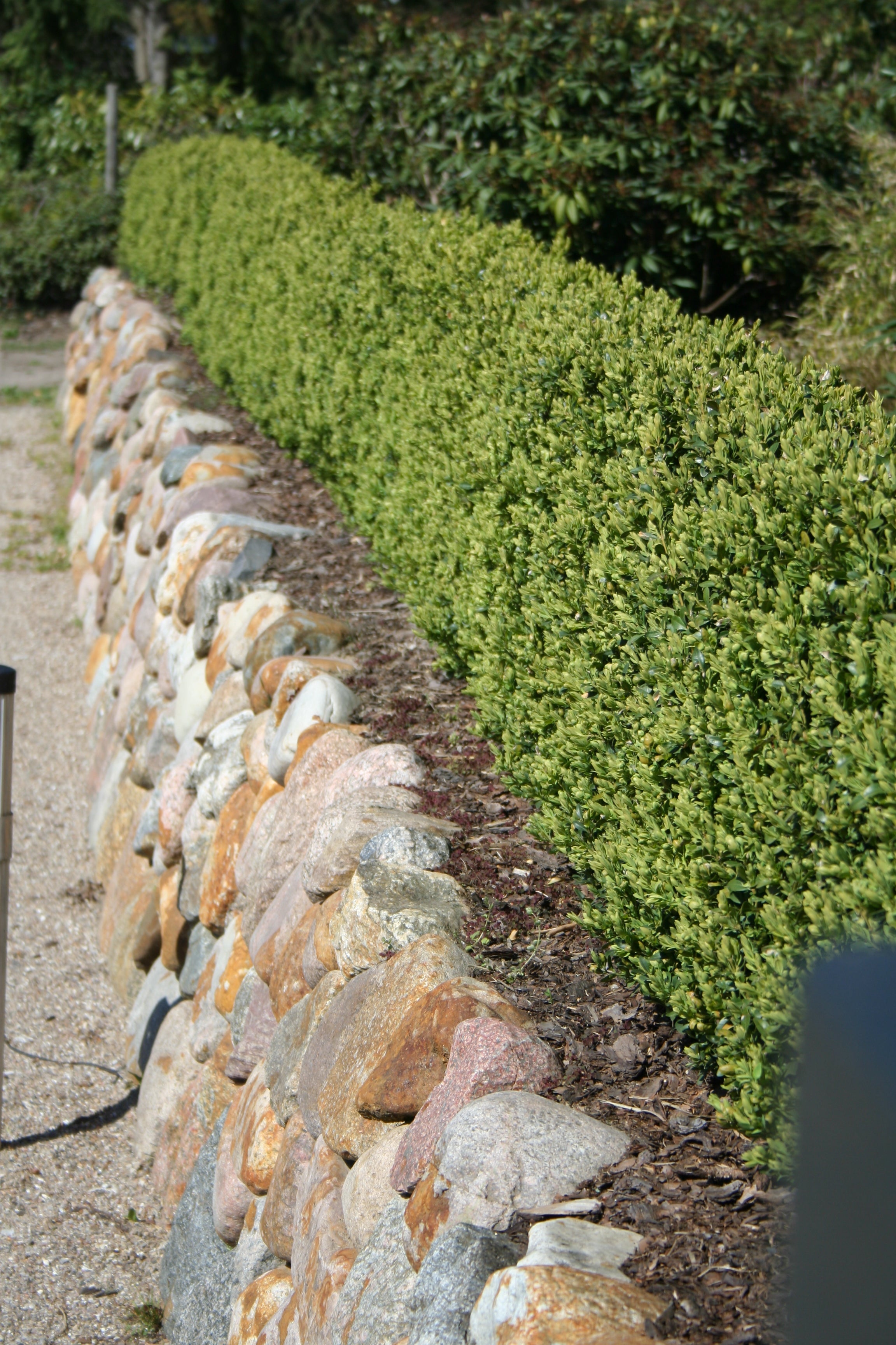 Buchsbaum 'Suffruticosa' - Buxus sempervirens 'Suffruticosa'
