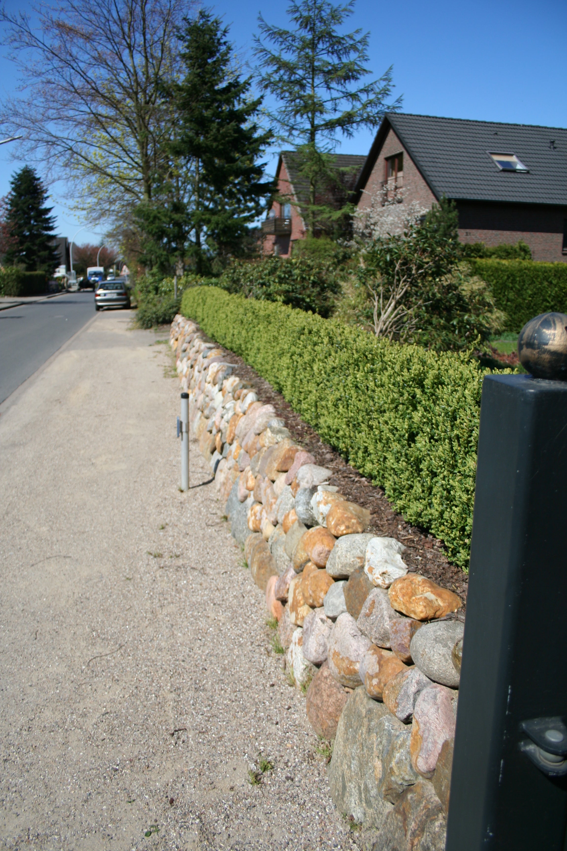 Buchsbaum 'Suffruticosa' - Buxus sempervirens 'Suffruticosa'
