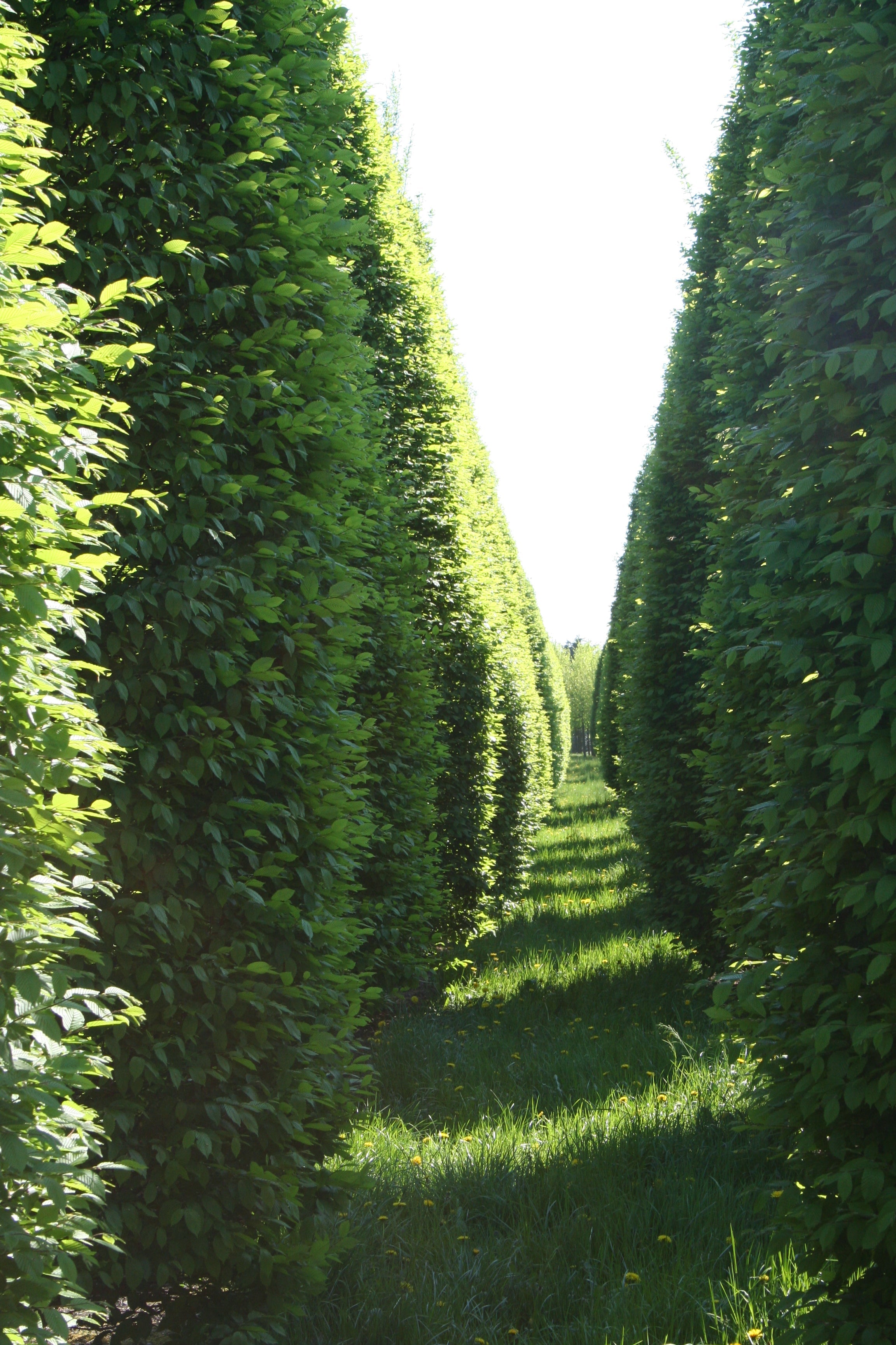 Hainbuche 'Fastigiata' / Pyramiden-Weißbuche - Carpinus betulus 'Fastigiata'