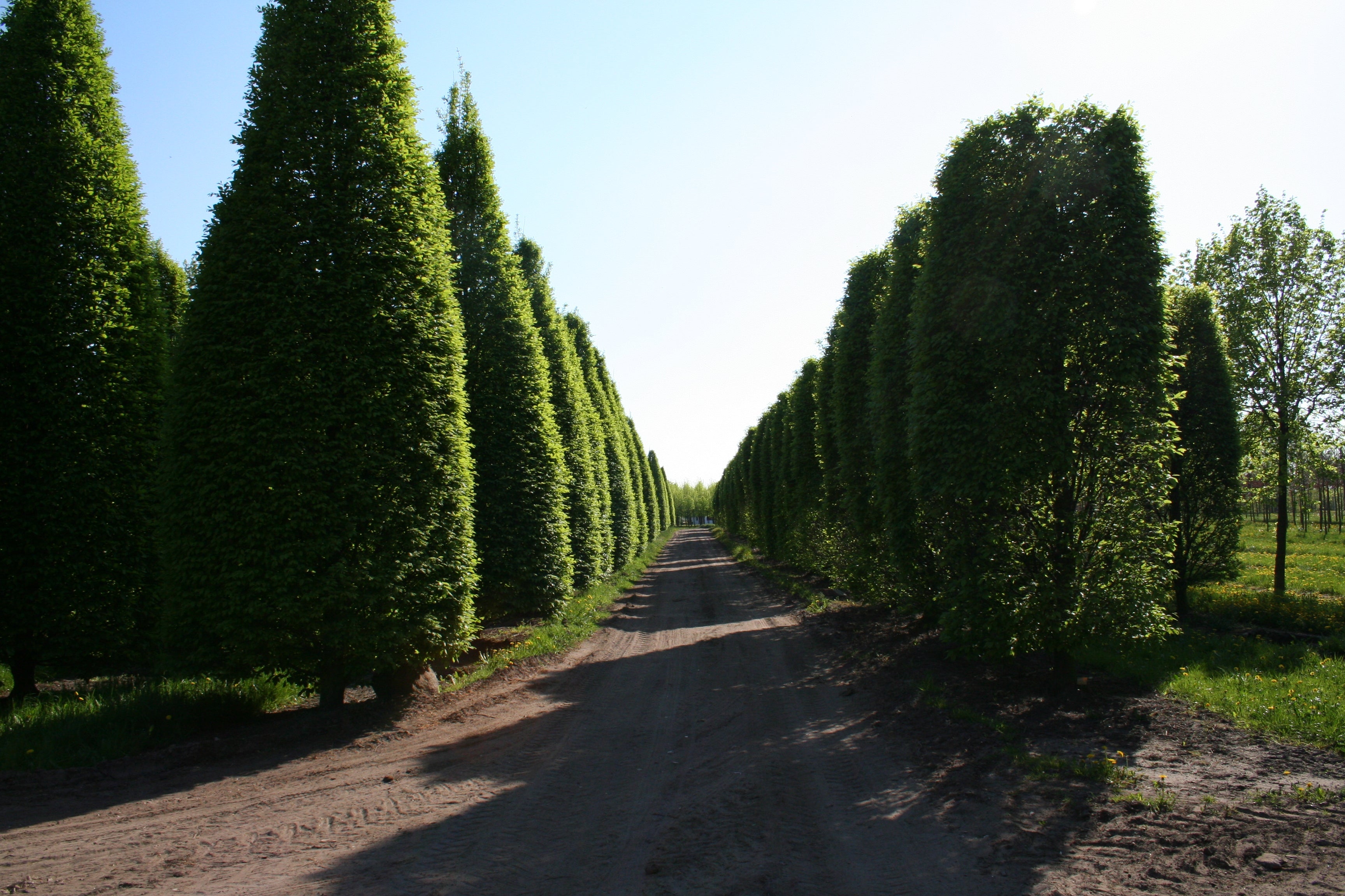 Hainbuche 'Fastigiata' / Pyramiden-Weißbuche - Carpinus betulus 'Fastigiata'