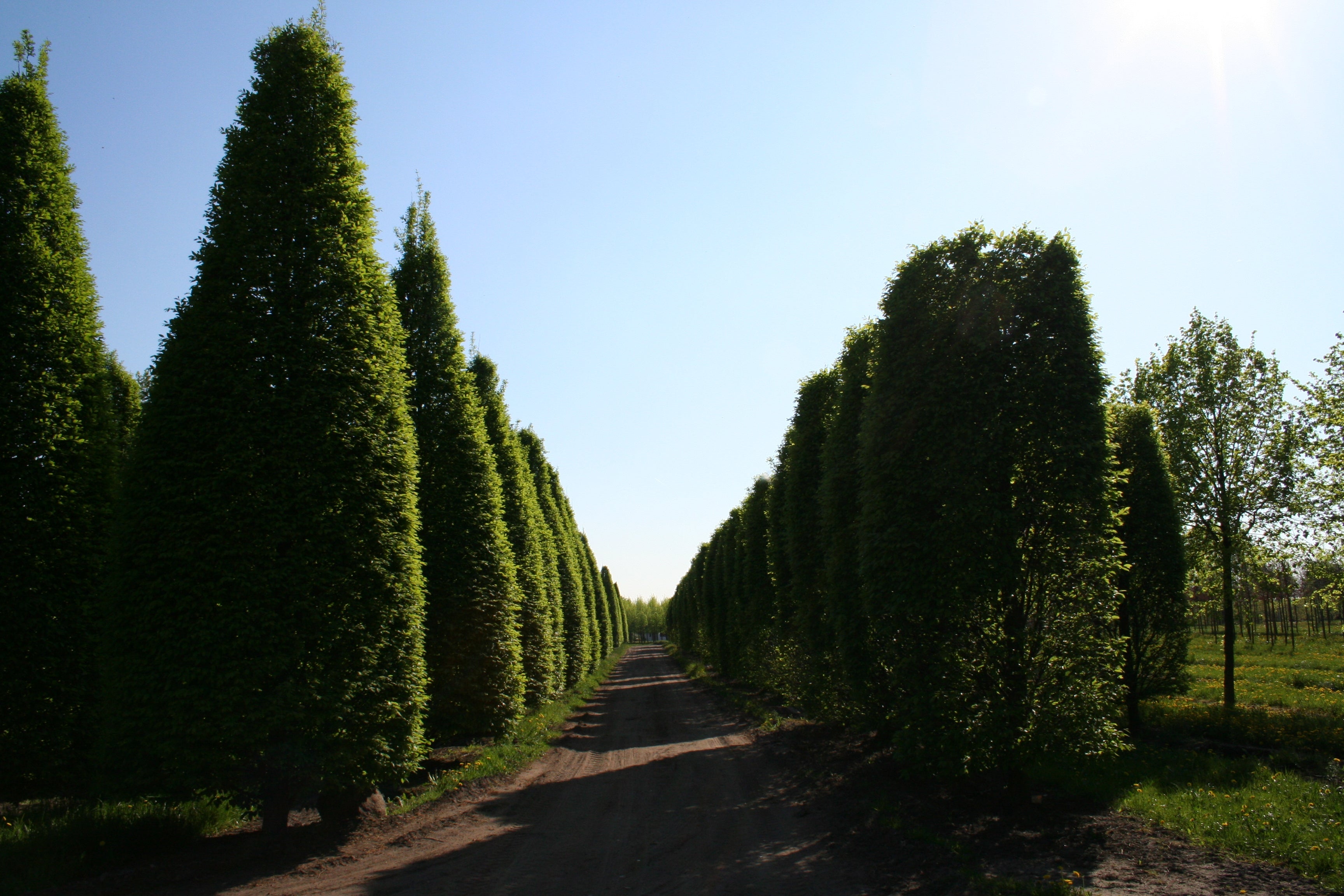 Hainbuche 'Fastigiata' / Pyramiden-Weißbuche - Carpinus betulus 'Fastigiata'