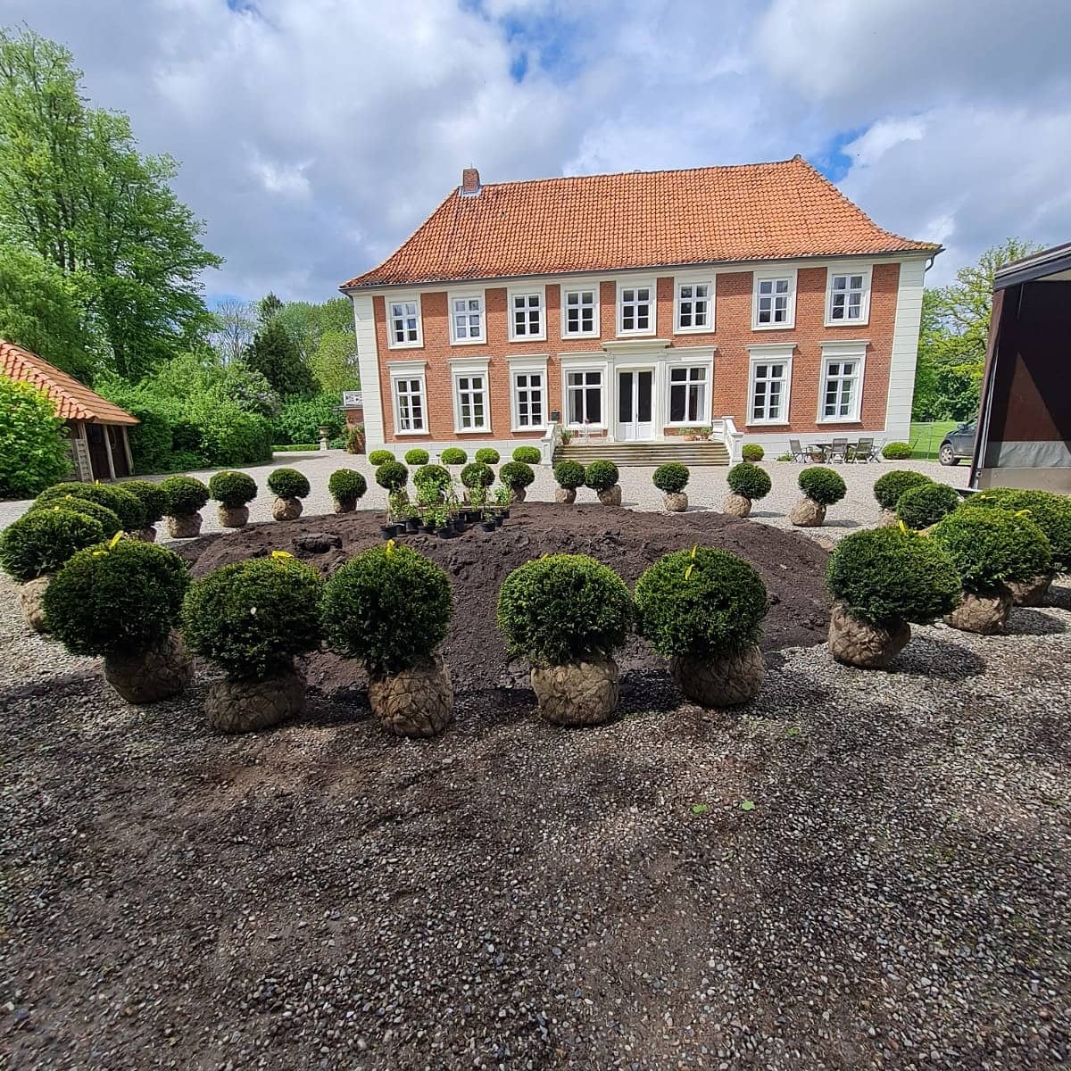 Heimische Eibe - Taxus baccata