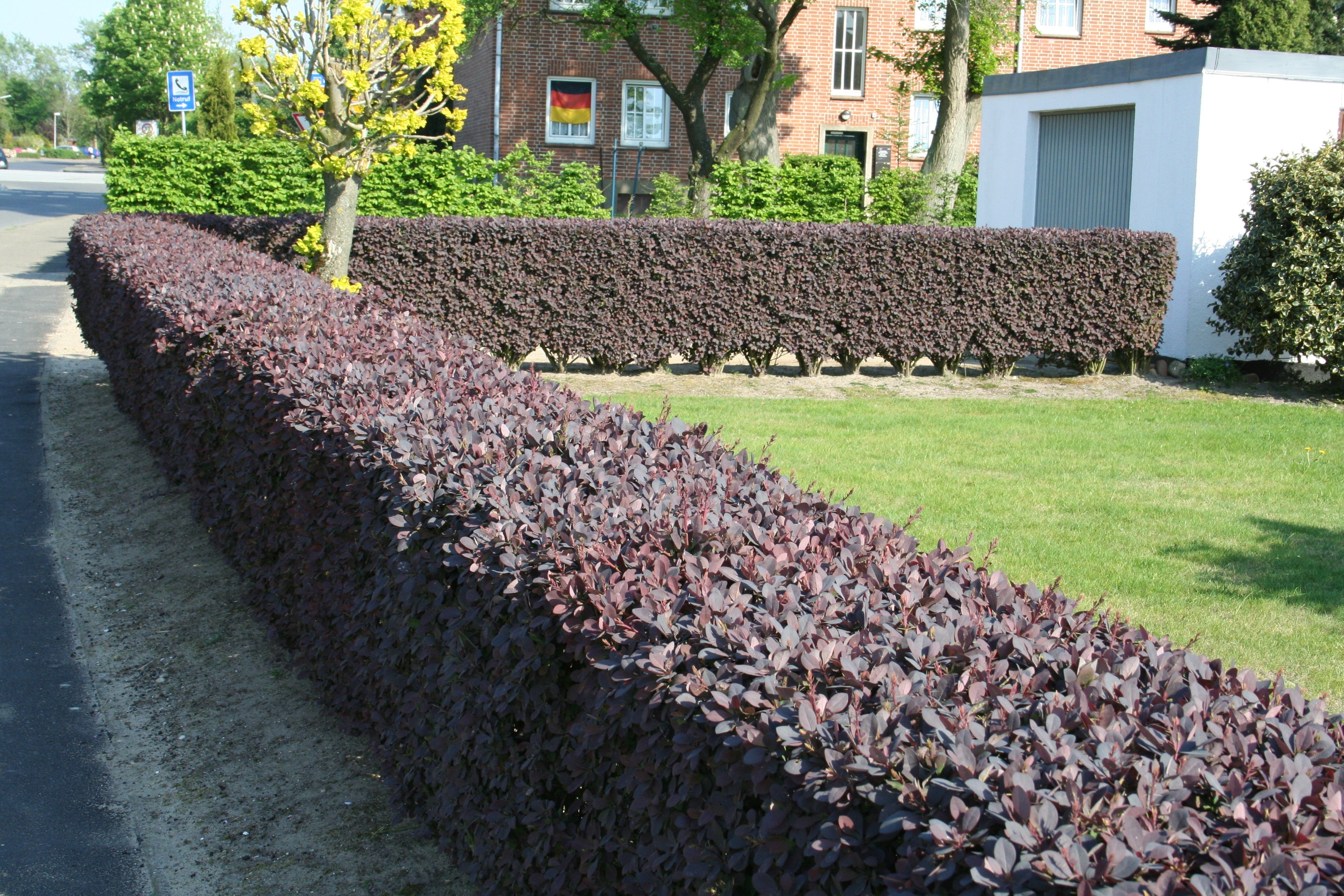 Große Blutberberitze 'Superba' - Berberis ottawensis 'Superba'