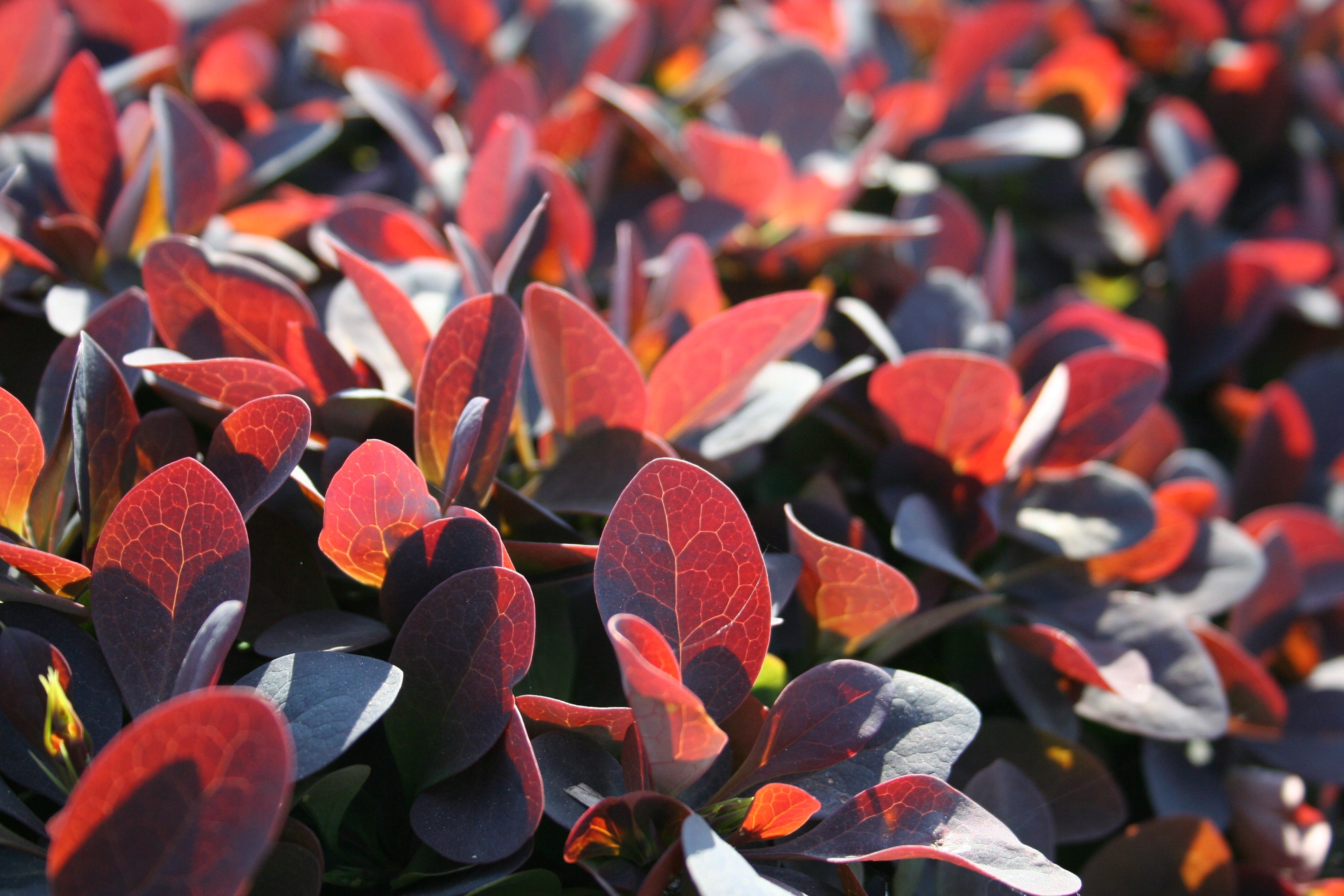 Große Blutberberitze 'Superba' - Berberis ottawensis 'Superba'