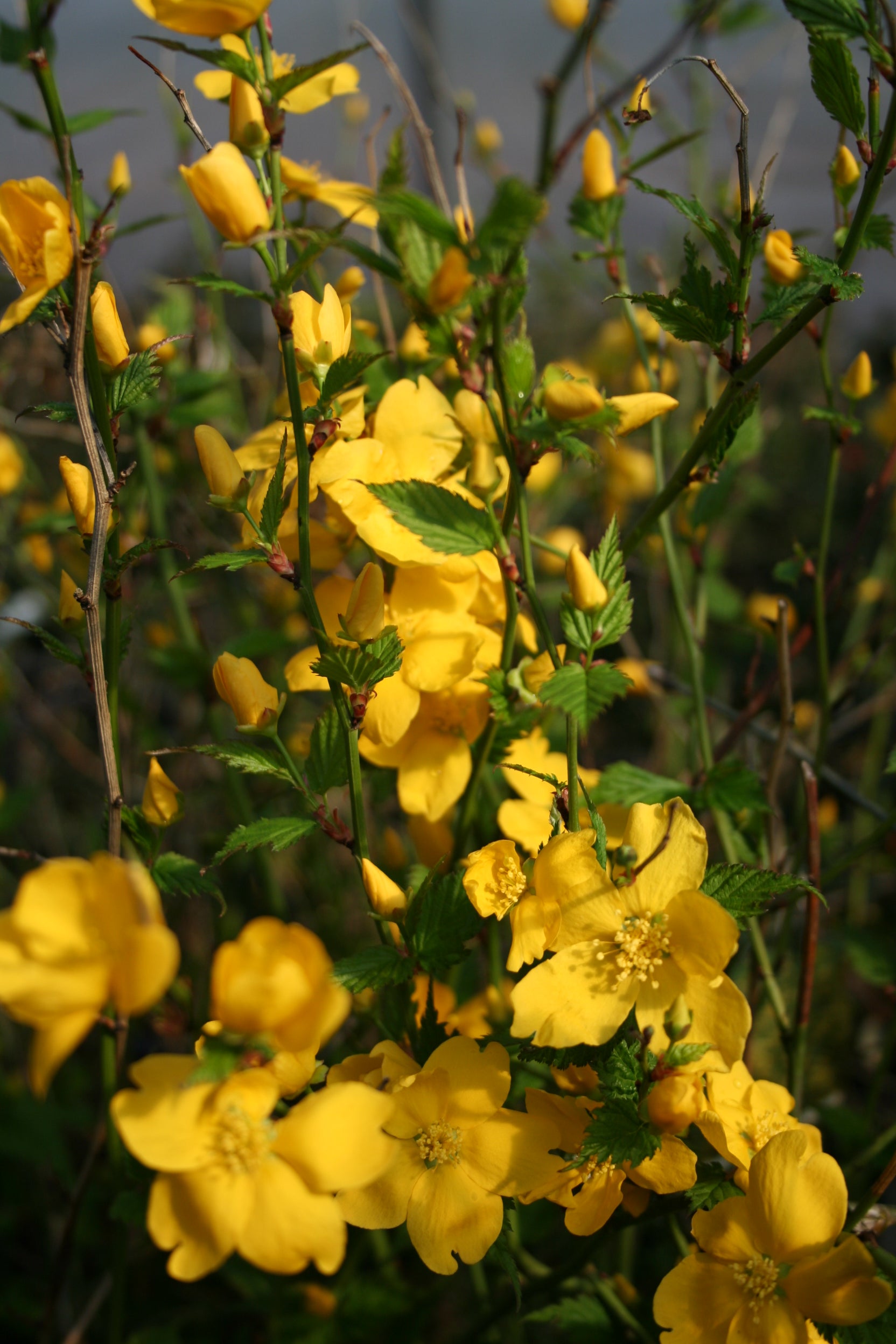 Gemeiner Ranunkelstrauch - Kerria japonica