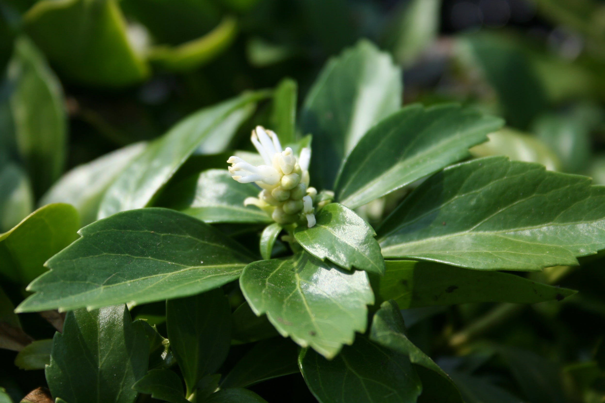 Schattengrün 'Green Carpet' ® - Pachysandra terminalis 'Green Carpet' ®