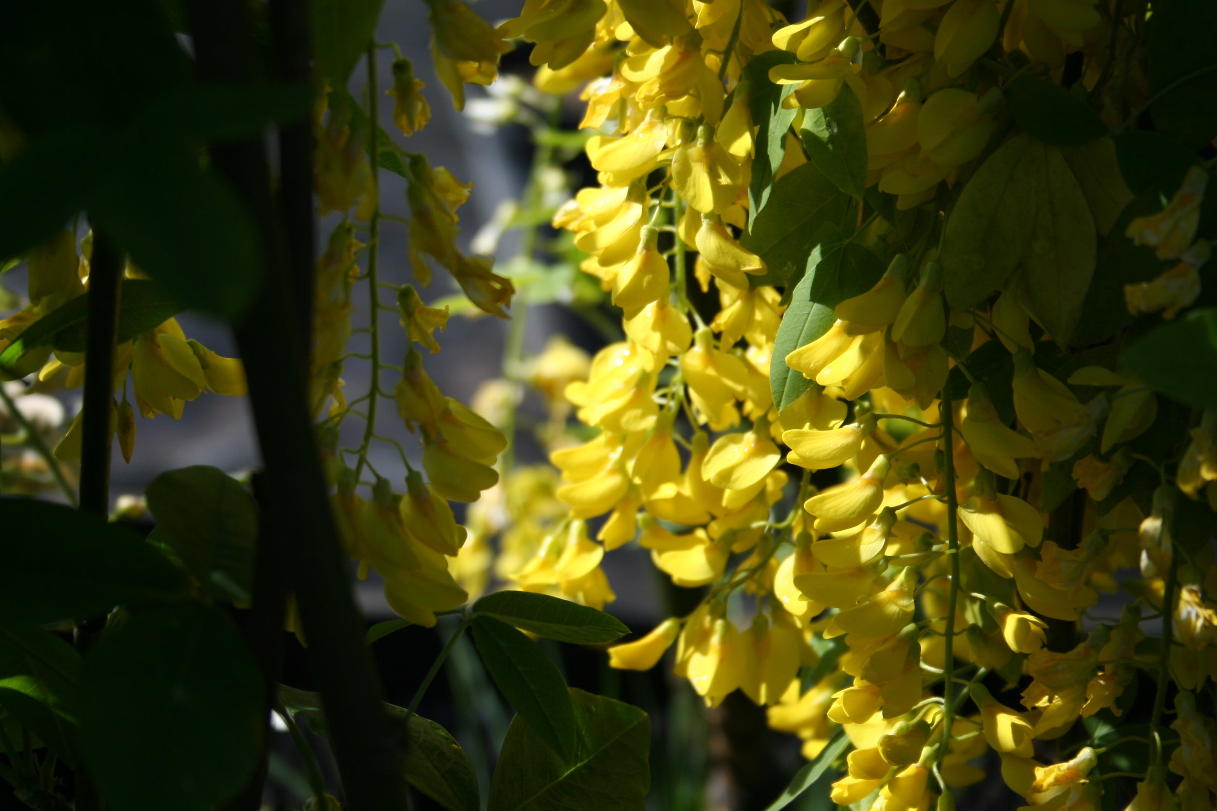 Edel-Goldregen - Laburnum watereri 'Vossii'